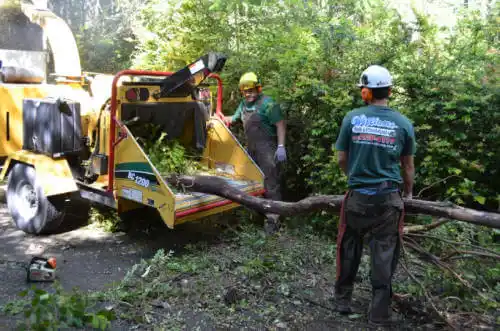 tree services East Ellijay